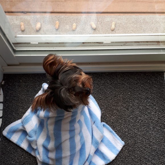 Meet your Posher, Yoshiko - Picture 5 of 5